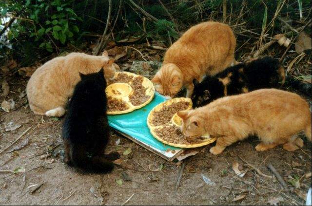 Bermuda-feral-cats