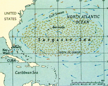 Sargasso