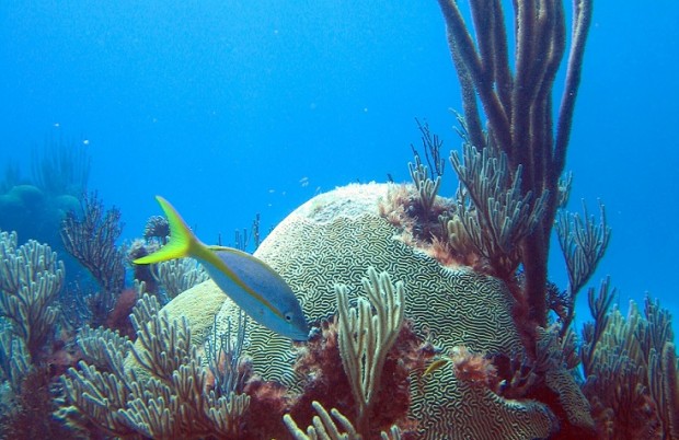 bermuda-coral-reef-620x4021